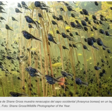 Fantástica imagen de renacuajos en un lago gana premio Wildlife Photographer of the Year 2024